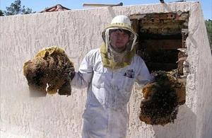 Buckeye Bee Removal employee holding removed comb